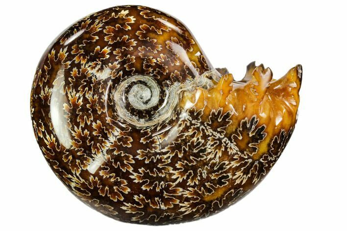 Polished, Agatized Ammonite (Cleoniceras) - Madagascar #110520
